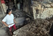 Nilam Kolaka Pasok Wangi Dunia