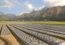 Bawang, Ikon di Kaki Gunung Rinjani