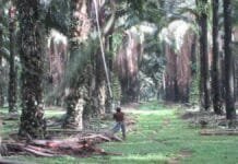 Tata Kelola Buruh Perkebunan Sawit Mendesak Diperbaiki