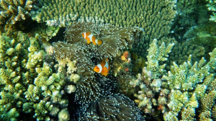 PEMANDANGAN BAWAH LAUT KARIMUNJAYA