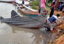 Hiu Tutul Panjang 7 Meter Terdampar di Wilayah Pesisir Selatan