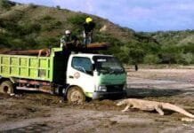 Penataan Pulau Rinca, KLHK Sebut Aktivitas Komodo Dipantau Intensif