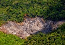 Hutan di Lima Provinsi Terancam Hilang Imbas UU Cipta Kerja