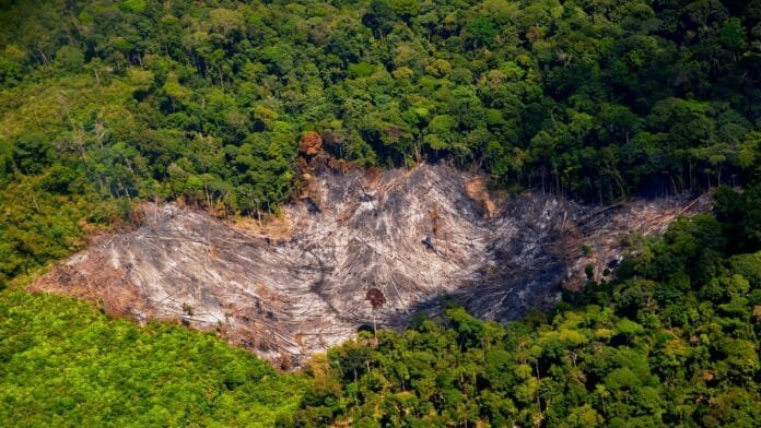 Ilustrasi penggundulan hutan | WALHI.OR.ID