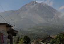 Pemulihan Hutan Terdampak Erupsi Gunung Merapi Butuh Puluhan Tahun