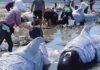 Dorong Kembali ke Laut, Warga Sri Lanka Selamatkan 100 Paus Terdampar