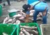 Nelayan Bangka Panen Ikan Duri di Bekas KIP Timah