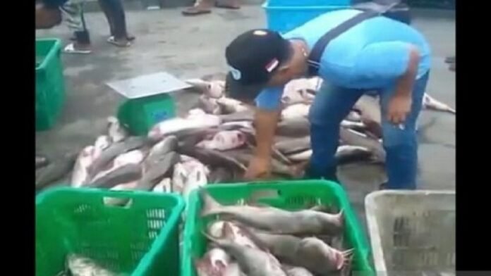 Hasil tangkapan ikan nelayan tradisional Bangka di bekas KIP timah. ANTARA | APRIONIS