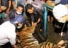 Seekor Harimau Liar Ditangkap Petugas BKSDA, Kini Diobservasi ke CRU