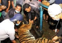 Seekor Harimau Liar Ditangkap Petugas BKSDA, Kini Diobservasi ke CRU