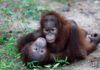 Diselundupkan ke Thailand, Orangutan Sumatera Dipulangkan ke Indonesia