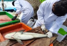 Pembudidaya Kreatif Diimbau Ikuti Perubahan Pola Konsumsi Perikanan