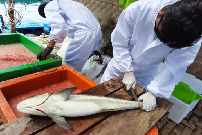 Pemotongan ikan kobia | KKP.GO.ID