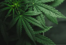 Polda Metro Jaya Sita 1,37 Ton Ganja dari Jaringan Jakarta, Aceh, dan Medan