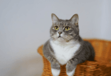 Jangan Memberi Nasi pada Kucing, Ini Alasannya