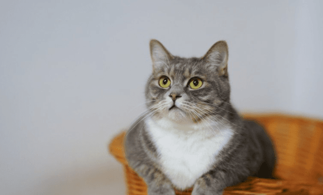 Jangan Memberi Nasi pada Kucing, Ini Alasannya