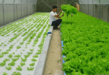 Bonus Demografi Perlu Dioptimalkan untuk Regenerasi Sektor Pertanian