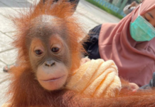 Polisi Tangkap Empat Pelaku Perdagangan Orang Utan