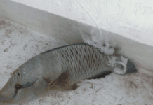 KKP Selamatkan Ikan Langka Napoleon Hasil Tangkapan Ilegal