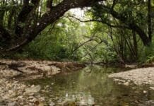 Pemerintah Perlu Konservasi Taman Nasional Ujung Kulon