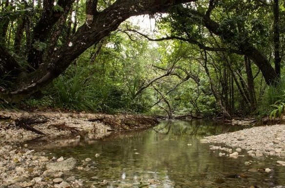 Pemerintah Perlu Konservasi Taman Nasional Ujung Kulon