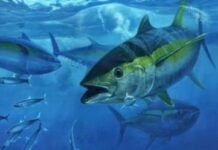 Kementerian Perdagangan Ekspor 27 Ton Ikan Tuna Sirip Kuning ke Vietnam