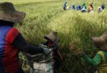 Upah Harian Buruh Tani Naik Tipis, BPS: Terendah Yogyakarta