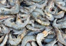 Program Tambak Udang Terintegrasi Harus Bisa Atasi Persoalan Limbah