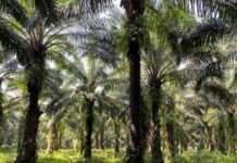 Pemerintah Didesak Cabut HGU dan IUP Pengusaha Sawit