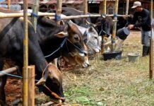 MUI Sebut Berkurban dengan Hewan Bergejala PMK tidak Sah