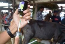 Dari Prancis, 94 Ribu Dosis Vaksin PMK Tiba di Tanah Air