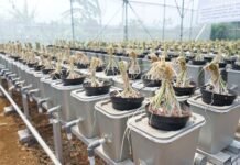 KWT di Bogor Berhasil Panen Bawang Smart Agriculture System
