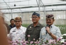 Bunga Krisan Bogor Siap Diekspor ke Jepang