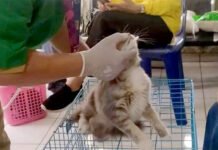 7.941 Hewan Penular Rabies Divaksin