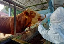 KPKP DKI Jakarta Percepat Vaksinasi PMK