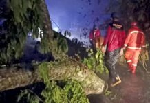 Pohon di Jalur Puncak Tumbang