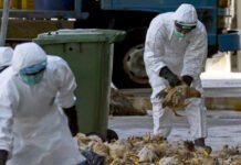 Jepang Siaga Flu Burung