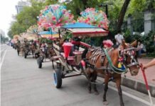 Pemkot Jakarta Pusat Keluarkan Aturan Baru Soal Delman di Monas