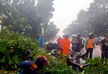 Dinas Pertamanan dan Hutan Kota Jakut Pangkas 10.170 Pohon