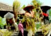 Harga Gabah di Kabupaten Bojonegoro Melonjak