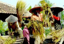Harga Gabah di Kabupaten Bojonegoro Melonjak