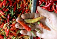 Harga Cabai Rawit di Pasar Tradisional di Bandung Naik