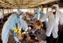 Pemprov Jabar Umumkan, Kasus Flu Burung Terdeteksi di Cirebon dan Cimahi