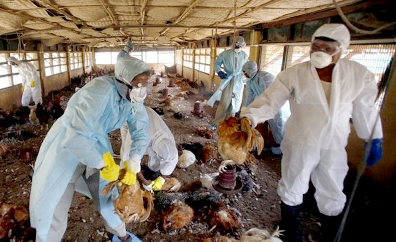 Pemprov Jabar Umumkan, Kasus Flu Burung Terdeteksi di Cirebon dan Cimahi