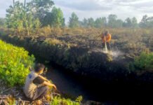 Almi Ramadhi Sebut, 16,4 Juta Hektar Lahan di Area Gambut Rentan Terbakar
