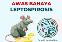 Dinkes Sebut, Virus Kencing Tikus Mulai Mewabah di Jatim