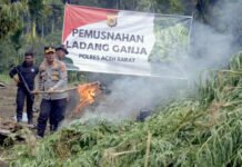 Polres Aceh Barat Musnahkan Ladang Ganja Seluas 32 Hektar