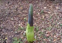 Catat! Bunga Bangkai di Kebun Raya Cibodas Segera Mekar Saat Libur Lebaran