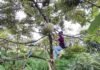 Durian Rancamaya Dikembangkan Jadi Durian Unggulan Indonesia Durian, duren, panen