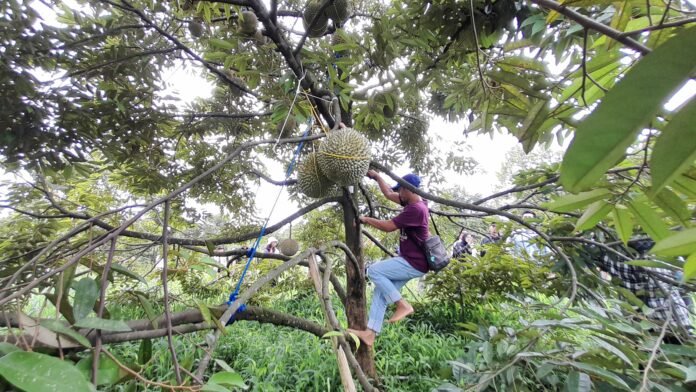 Panen durian Durian, duren, panen